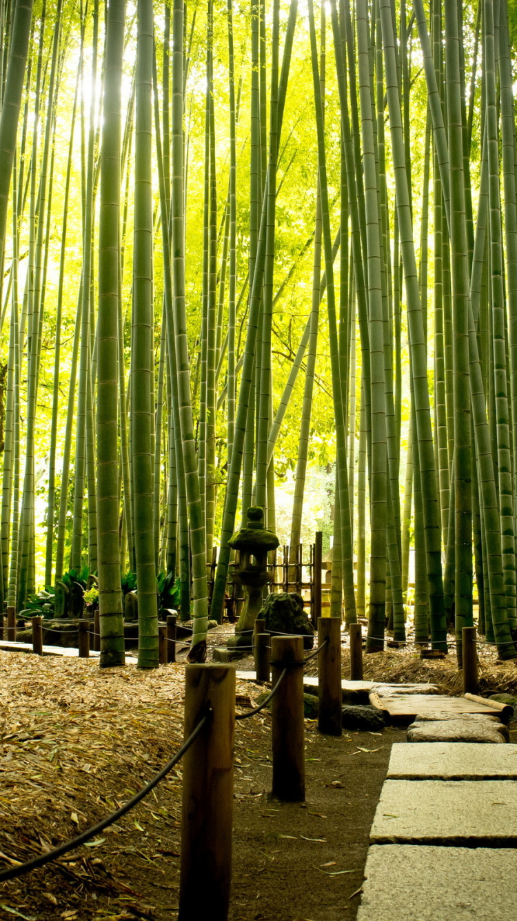 Обои дерево, зеленый, лес, бамбук, биом в разрешении 750x1334