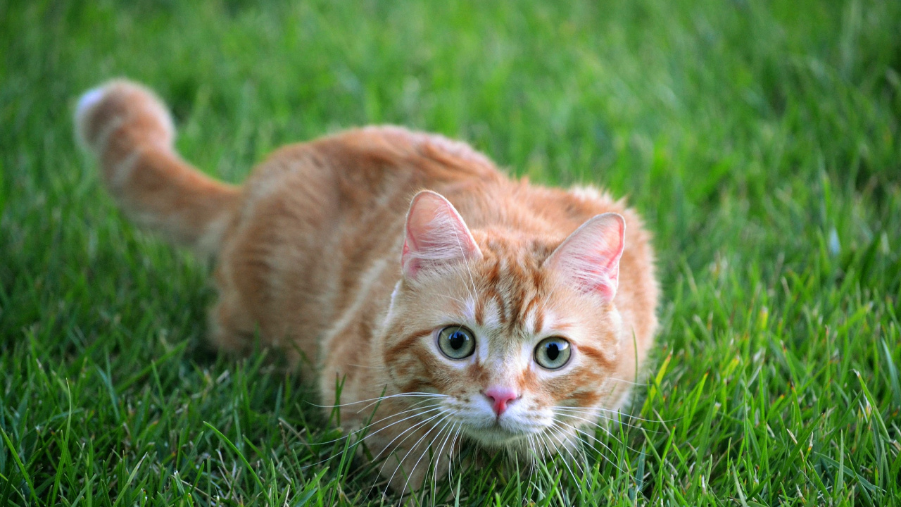 Обои кот, кошачьих, бакенбарды, полосатый кот, газон в разрешении 1280x720