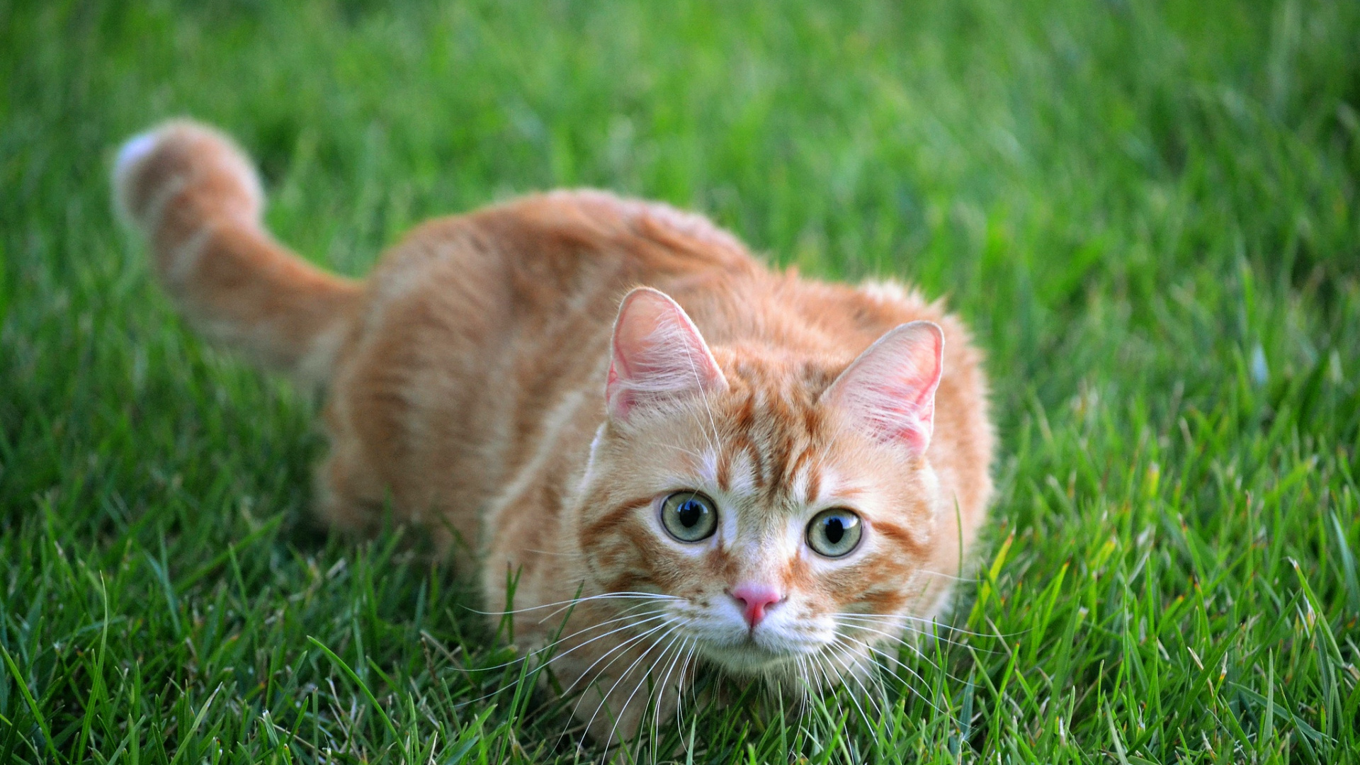Обои кот, кошачьих, бакенбарды, полосатый кот, газон в разрешении 1920x1080