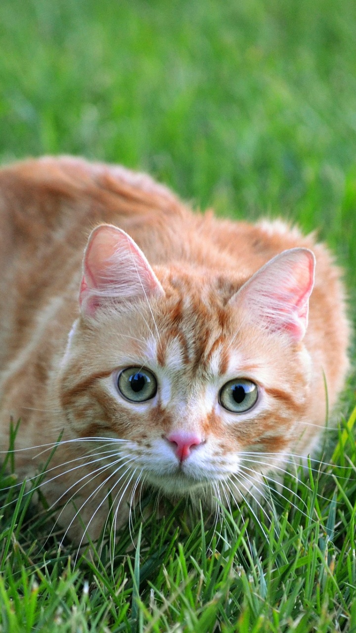 Обои кот, кошачьих, бакенбарды, полосатый кот, газон в разрешении 720x1280