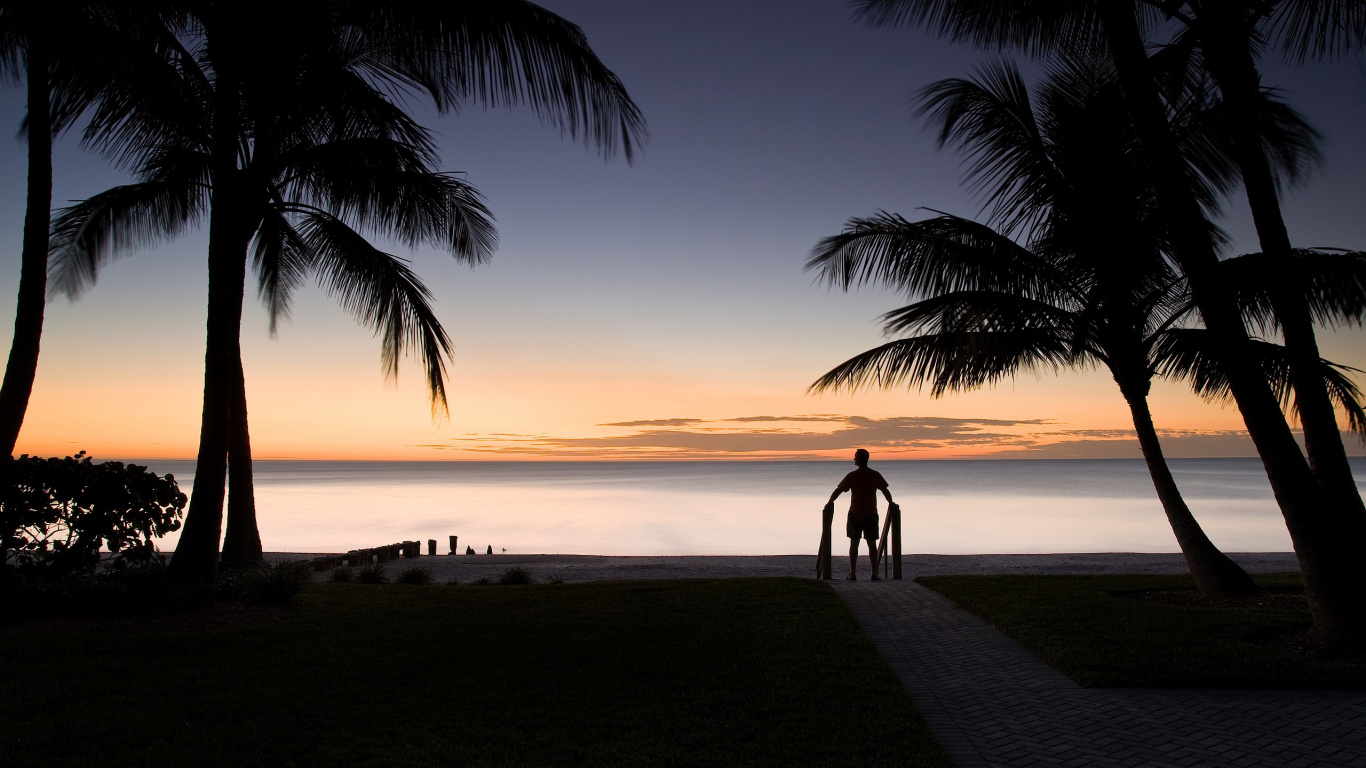 Обои Рождество на Гавайях, Рождественский день, Пальма, закат, тропическая зона в разрешении 1366x768