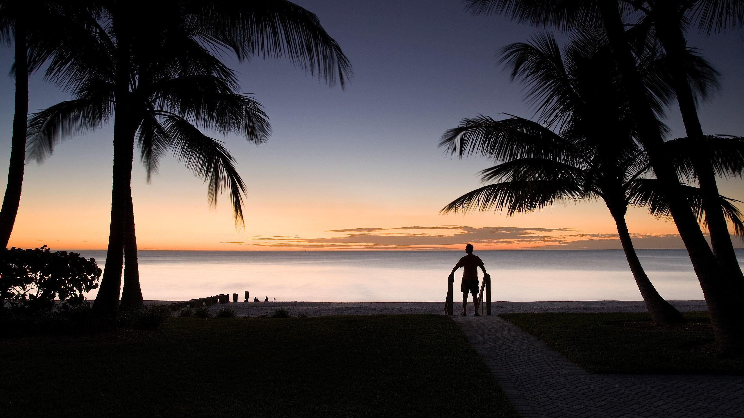 Обои Рождество на Гавайях, Рождественский день, Пальма, закат, тропическая зона в разрешении 2560x1440