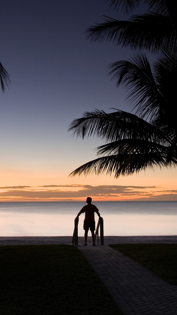 Обои Рождество на Гавайях, Рождественский день, Пальма, закат, тропическая зона в разрешении 750x1334