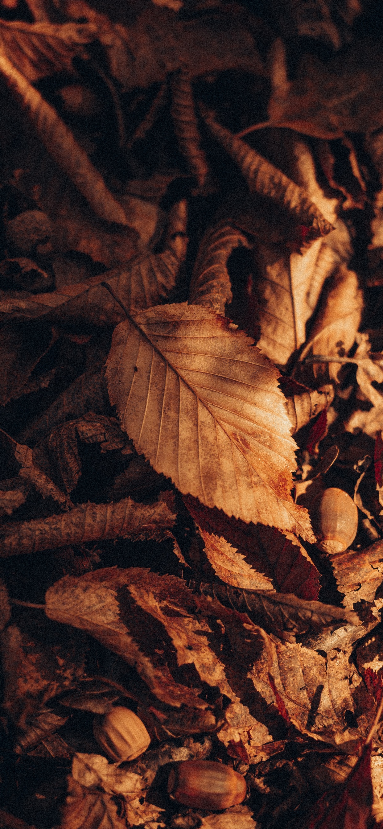 Обои коричневый цвет, древесина, прут, растение, полутона и оттенки в разрешении 1242x2688