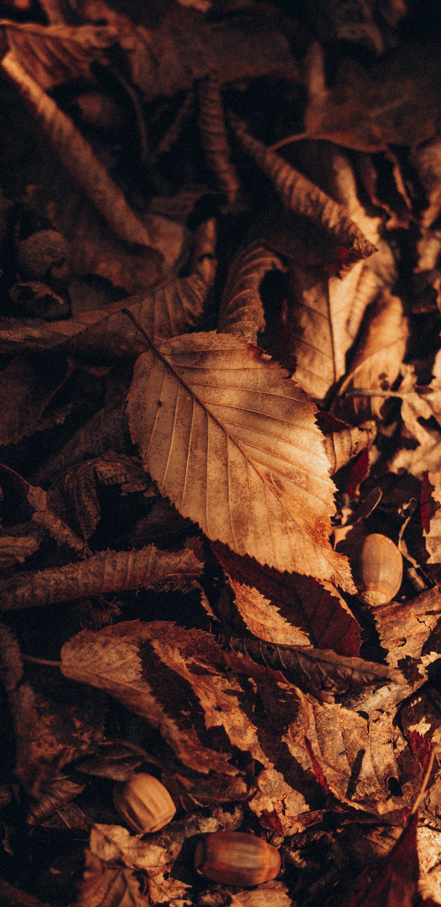 Обои коричневый цвет, древесина, прут, растение, полутона и оттенки в разрешении 1440x2960