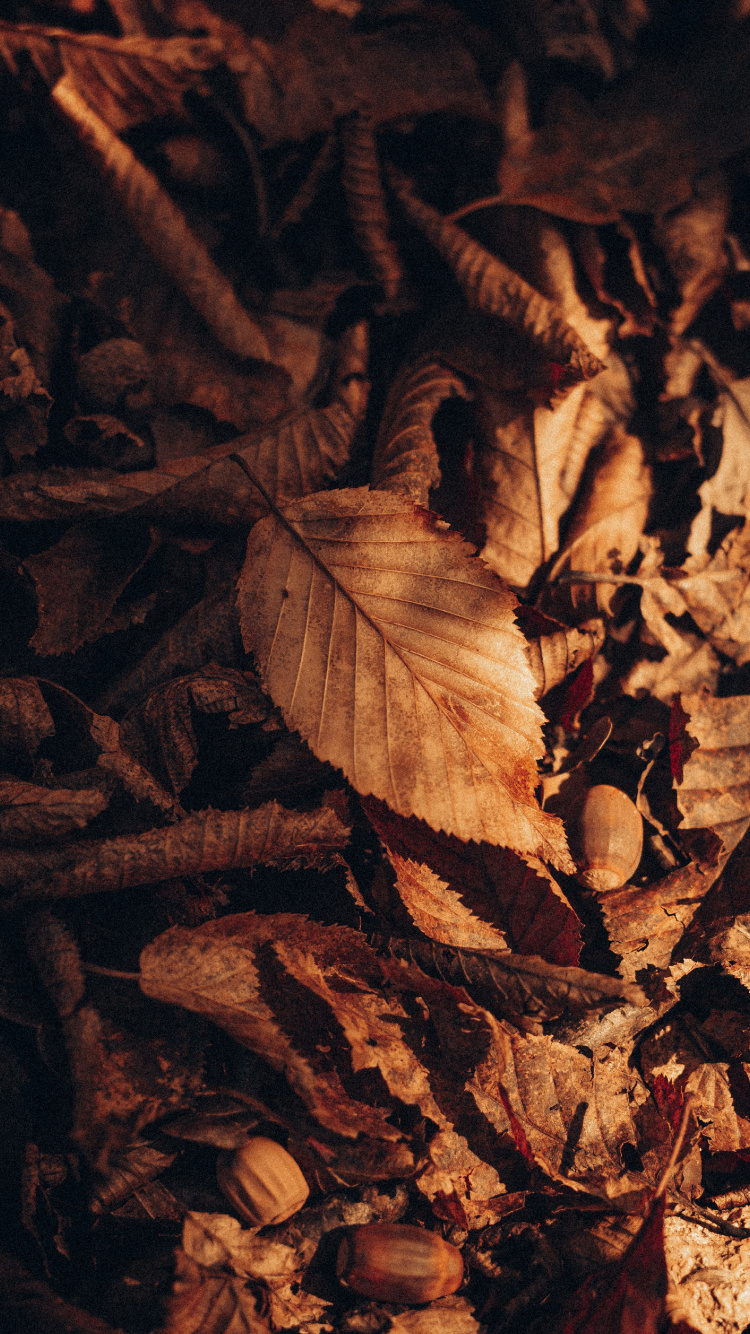 Обои коричневый цвет, древесина, прут, растение, полутона и оттенки в разрешении 750x1334