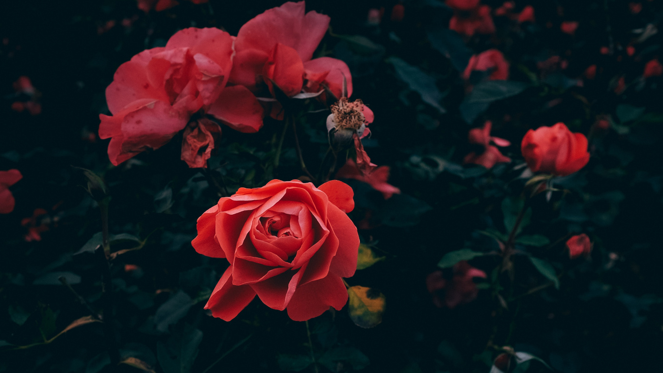 Обои цветок, цветковое растение, красный цвет, сад роз, лепесток в разрешении 1366x768