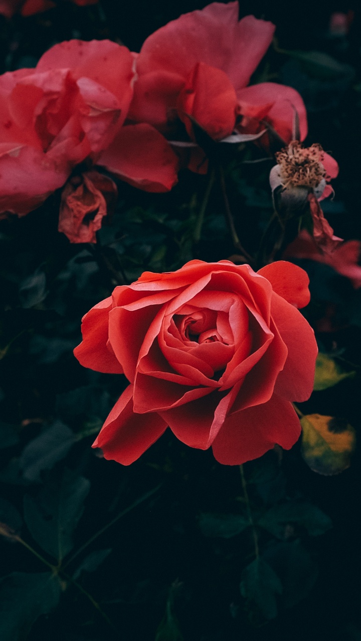 Обои цветок, цветковое растение, красный цвет, сад роз, лепесток в разрешении 720x1280