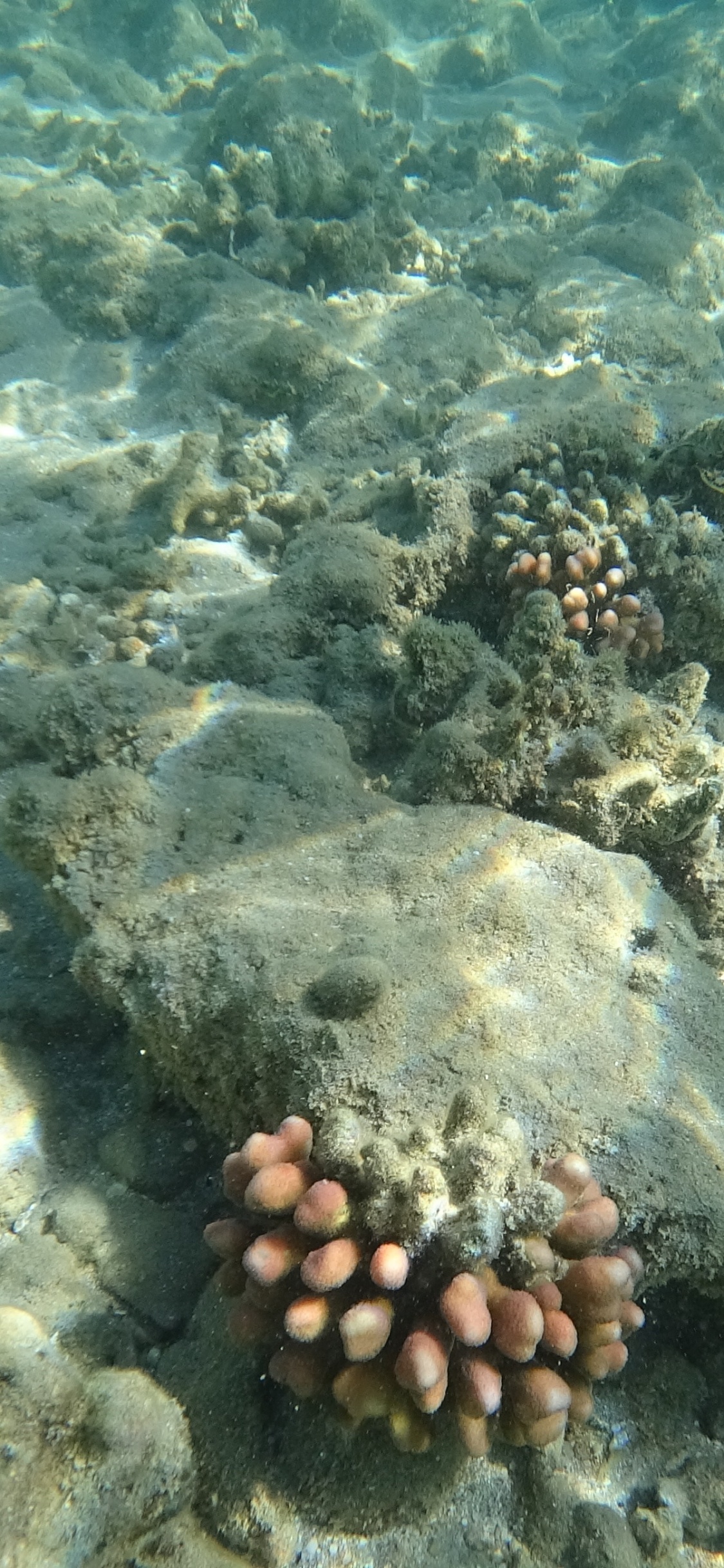 Обои море, коралловый риф, экосистема, морская биология, морские беспозвоночные в разрешении 1125x2436