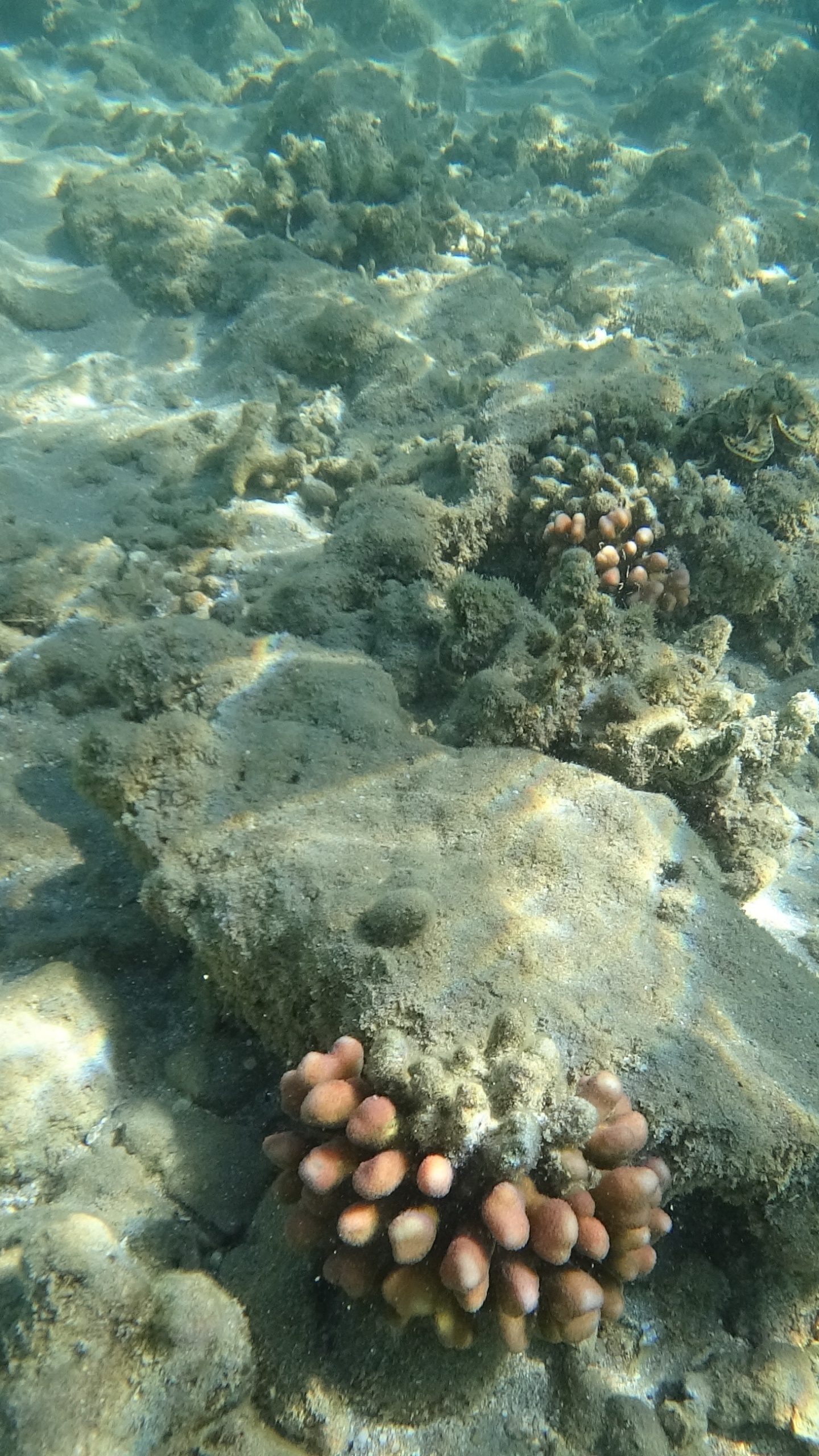 Обои море, коралловый риф, экосистема, морская биология, морские беспозвоночные в разрешении 1440x2560