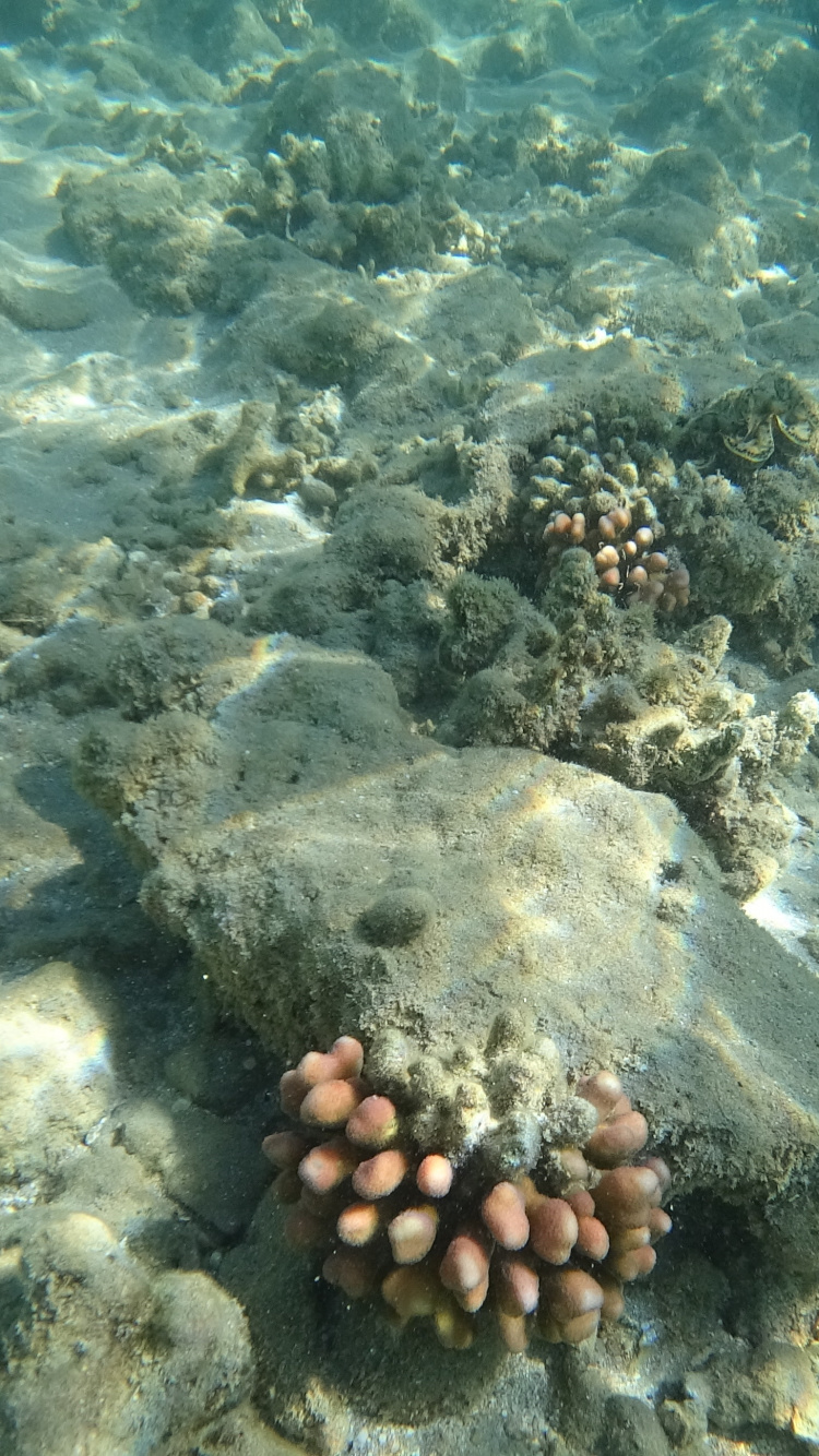 Обои море, коралловый риф, экосистема, морская биология, морские беспозвоночные в разрешении 750x1334