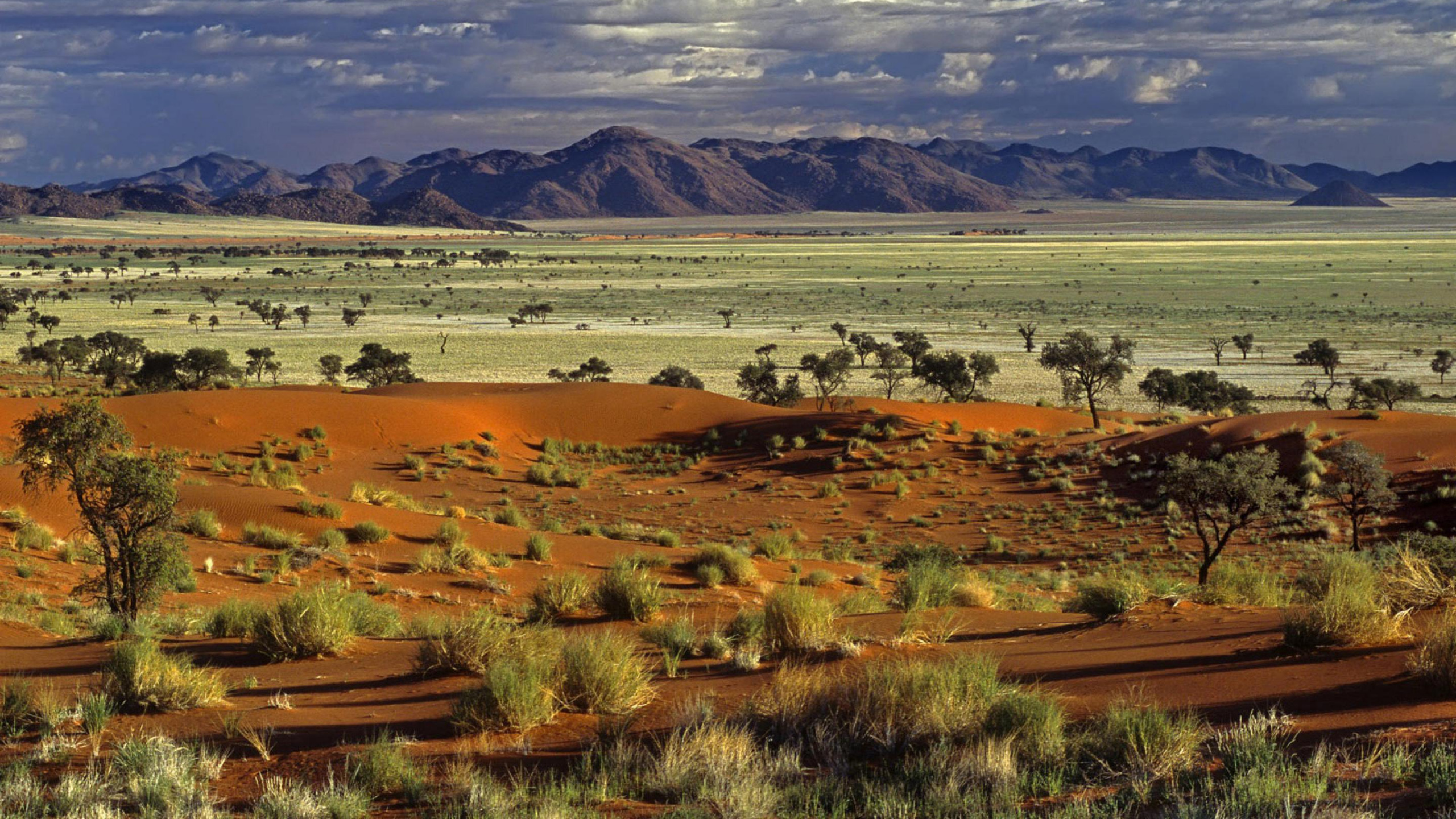 Обои Саванна, сенокосное угодье, природа, равнина, экорегион в разрешении 2560x1440