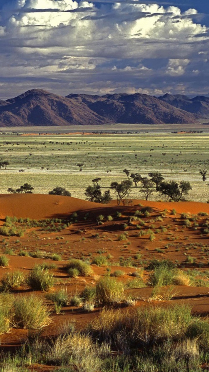 Обои Саванна, сенокосное угодье, природа, равнина, экорегион в разрешении 720x1280