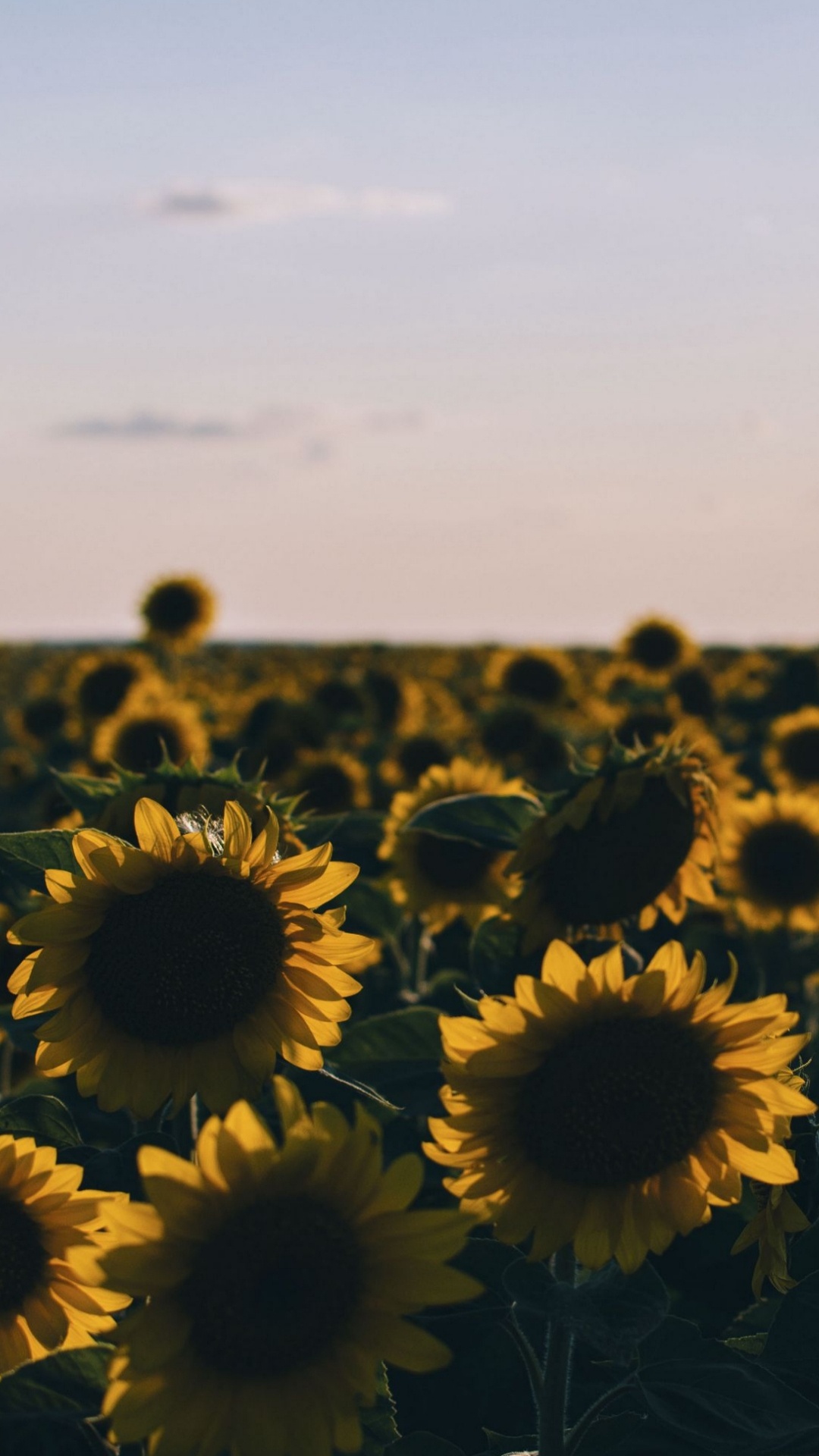 Обои цветок, растение, облако, лепесток, ботаники в разрешении 1080x1920