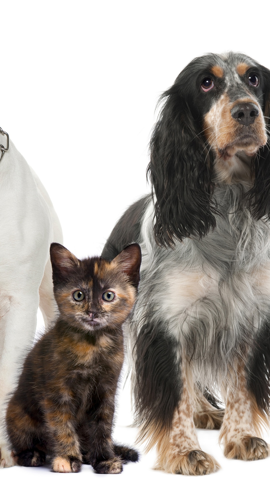 Обои кот, ветеринарный врач, собака породы, пес, собака компаньон в разрешении 1080x1920