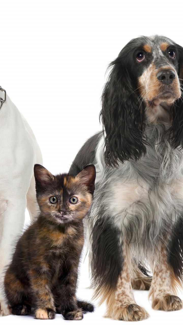 Обои кот, ветеринарный врач, собака породы, пес, собака компаньон в разрешении 720x1280