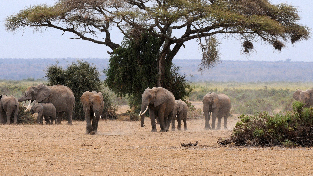 Обои живая природа, Слон, индийский слон, наземные животные, стадо в разрешении 1280x720