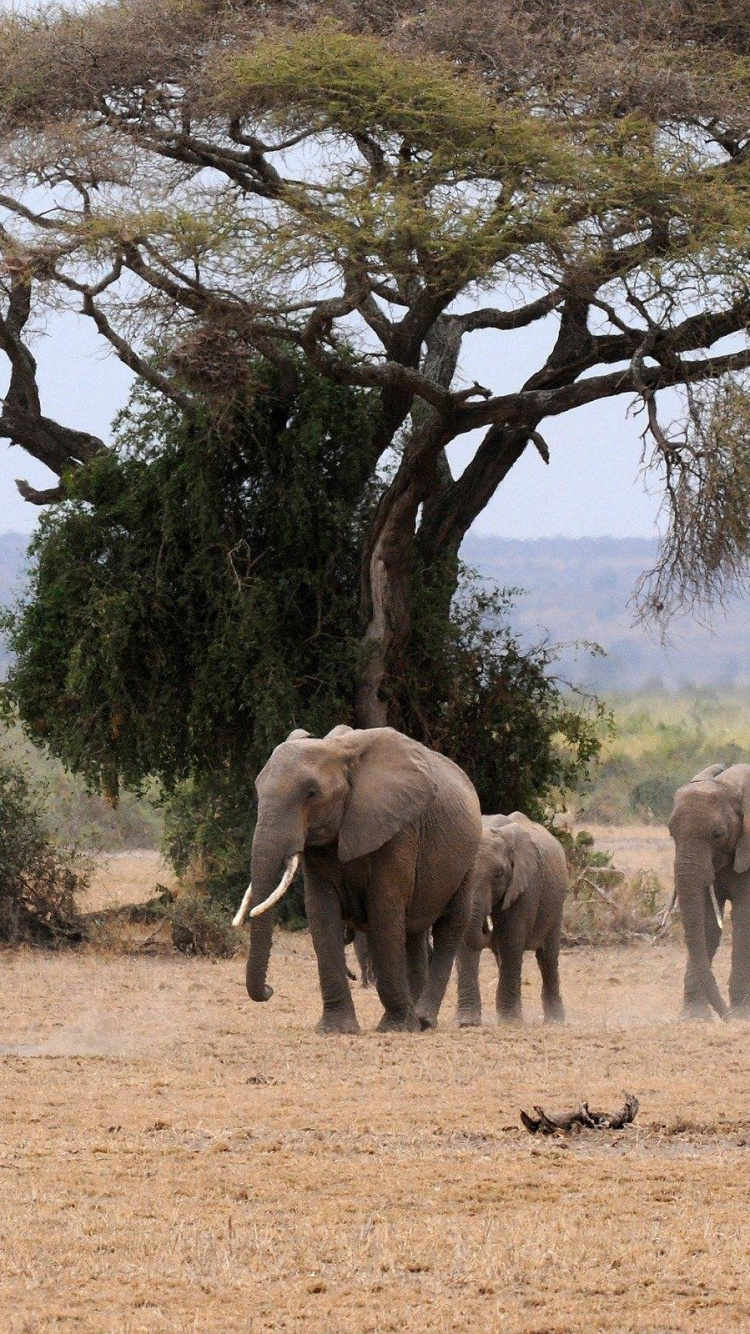 Обои живая природа, Слон, индийский слон, наземные животные, стадо в разрешении 750x1334