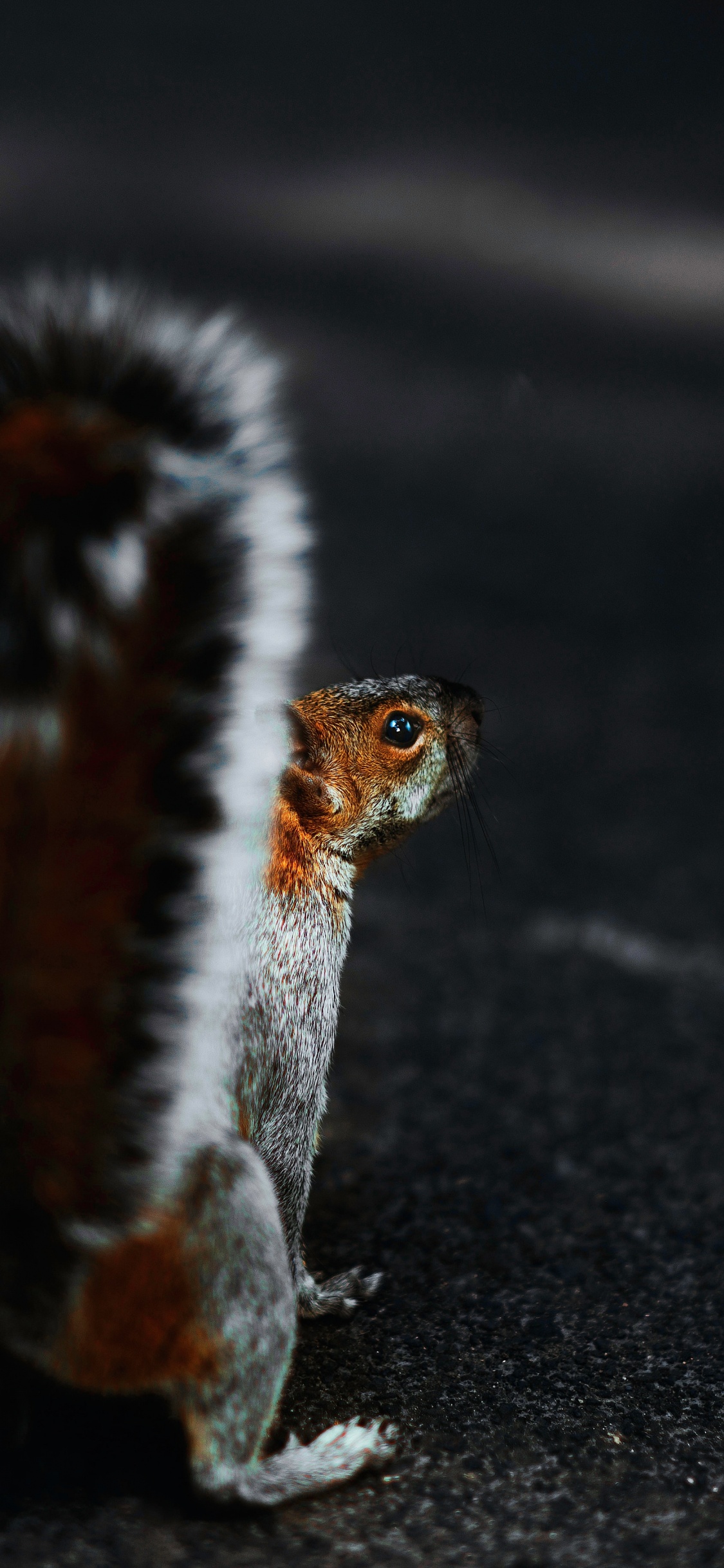 Обои живая природа, мех, хвост, цветок, лепесток в разрешении 1125x2436