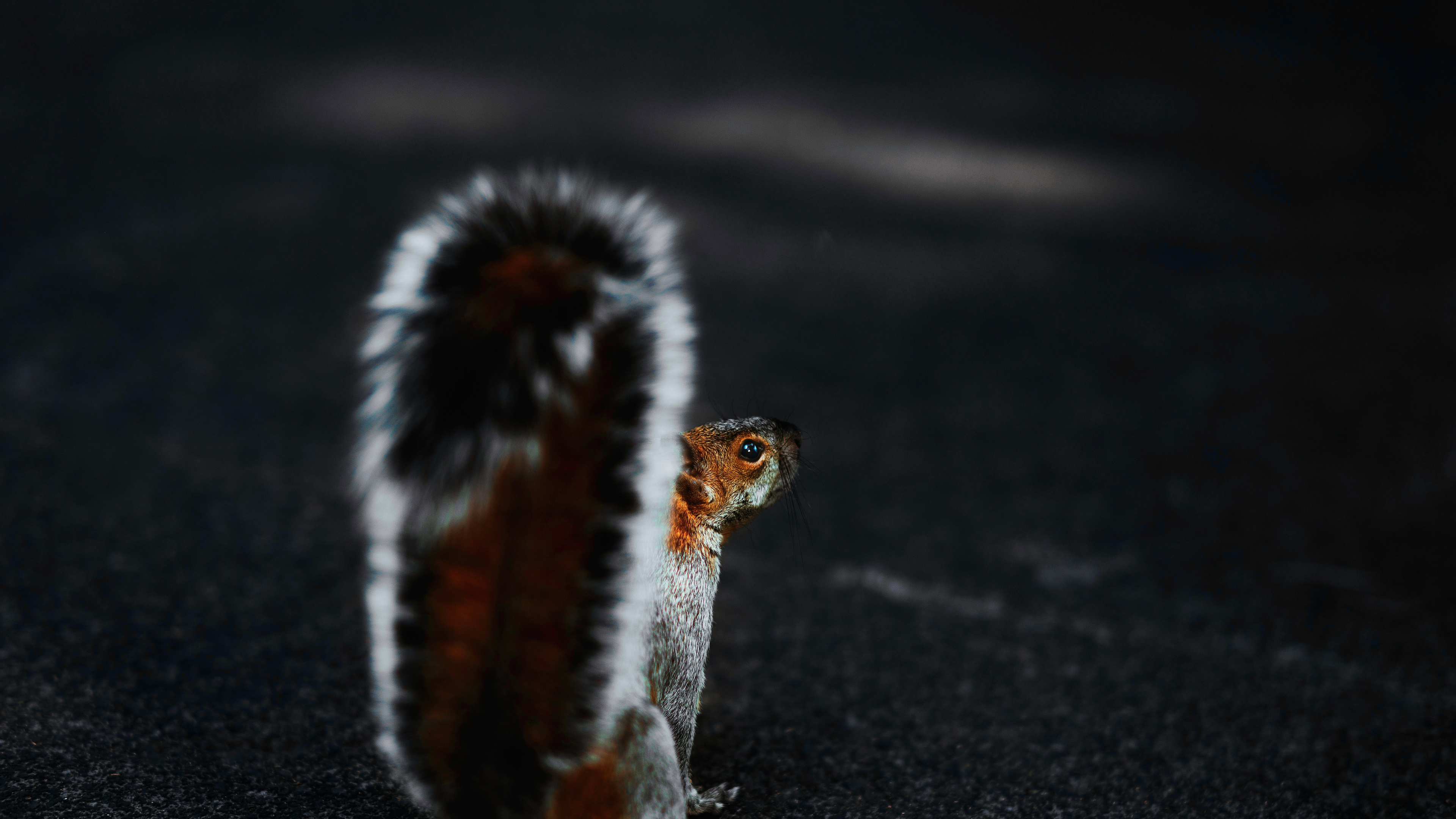 Обои живая природа, мех, хвост, цветок, лепесток в разрешении 3840x2160