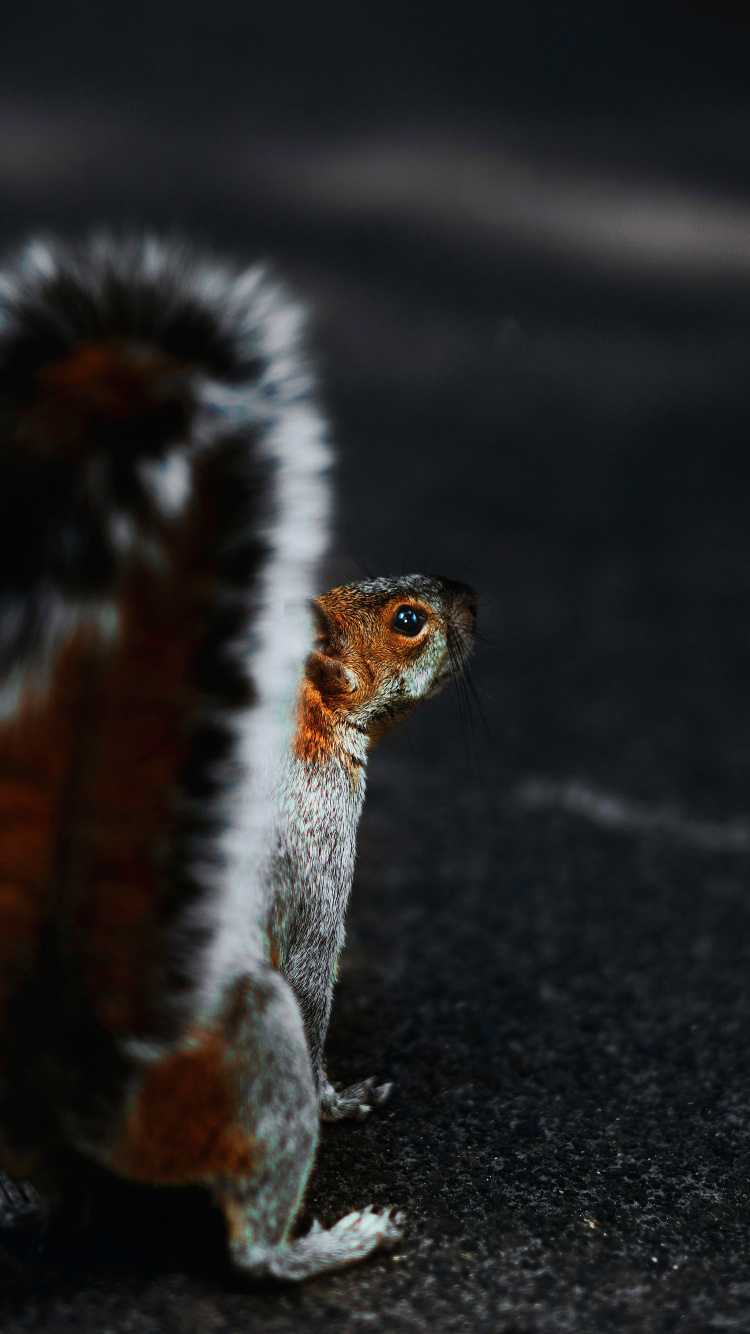 Обои живая природа, мех, хвост, цветок, лепесток в разрешении 750x1334