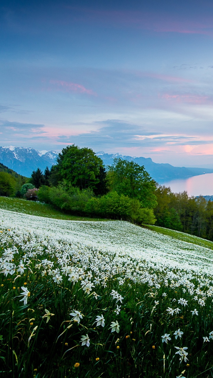 Обои цветок, природа, горный рельеф, гора, нагорье в разрешении 720x1280