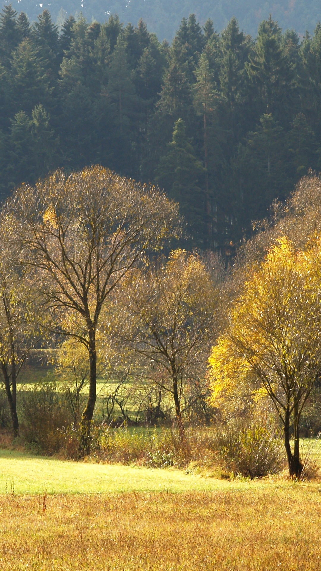 Обои дерево, природа, сенокосное угодье, лист, поле в разрешении 1080x1920