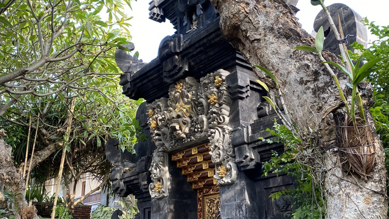 Обои бали, дерево, биология, наука, ветвь в разрешении 1280x720