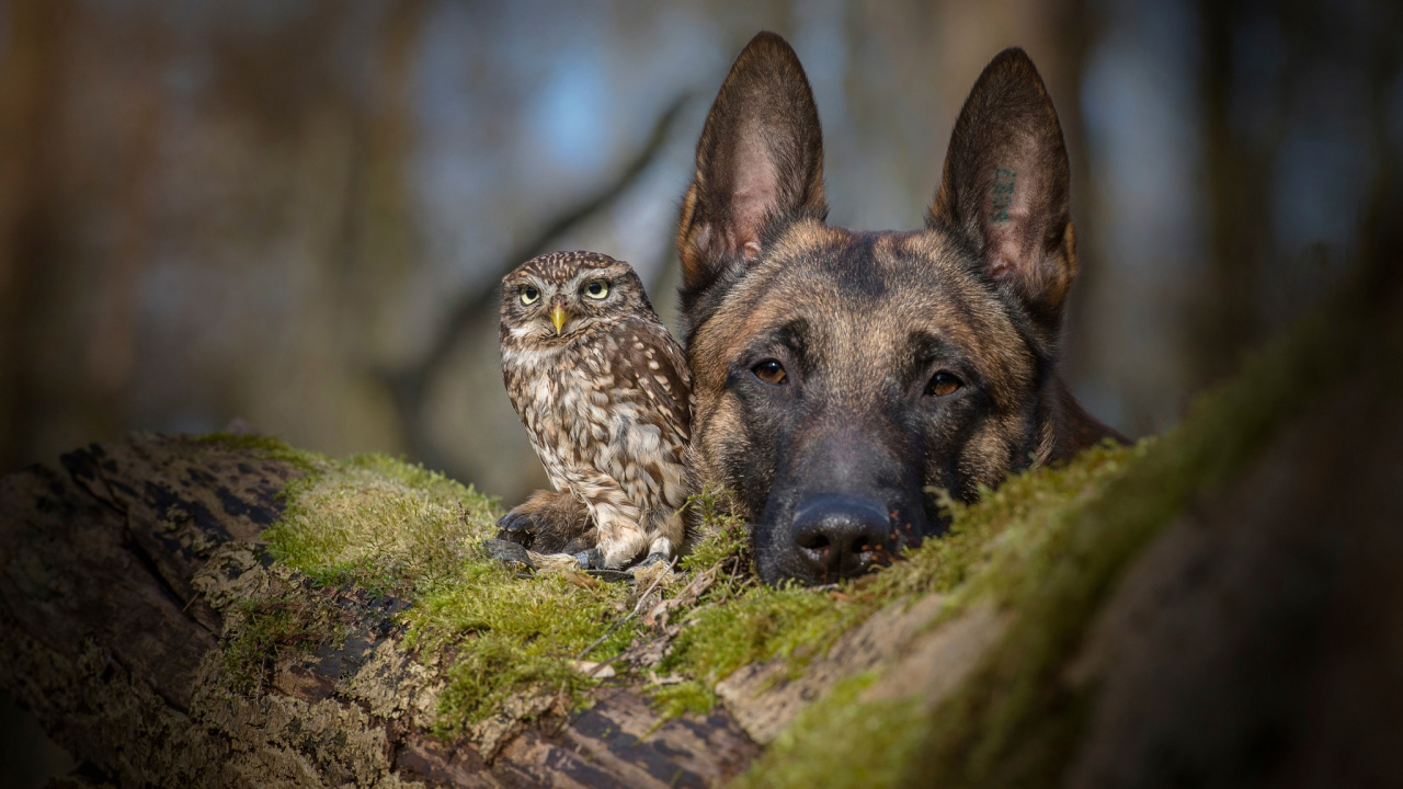 Обои Сыч, пес, собака породы, живая природа, немецкая овчарка в разрешении 1280x720