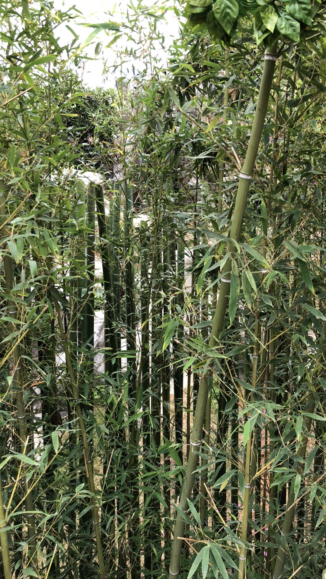 Обои растительность, экосистема, трава, кустарник, биология в разрешении 1080x1920