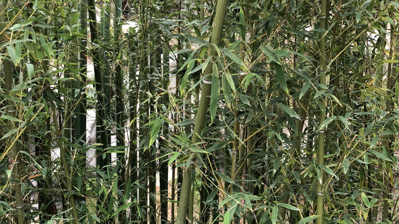 Обои растительность, экосистема, трава, кустарник, биология в разрешении 1280x720