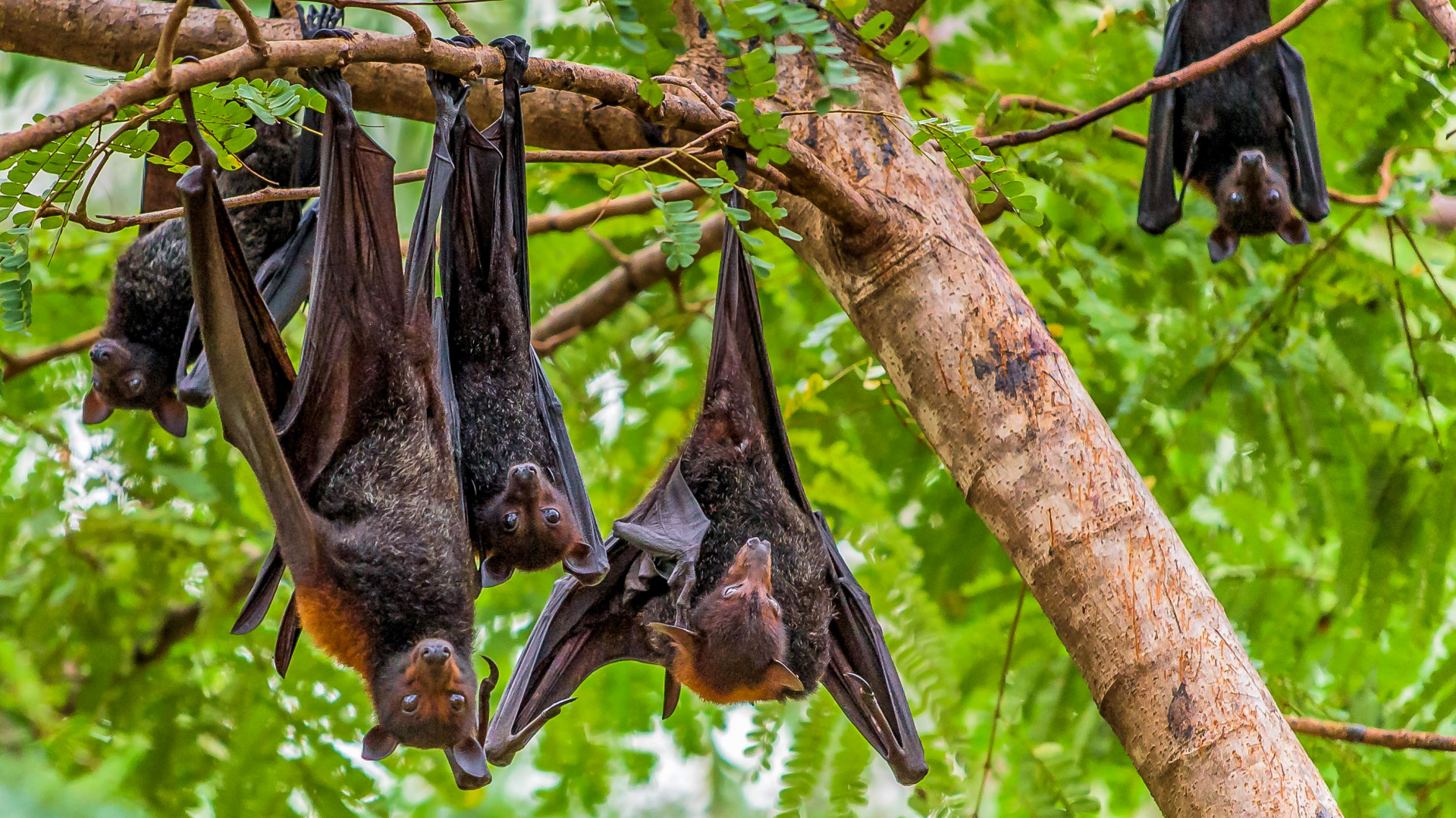 Обои тропические леса, тропический лес, Флора, живая природа, растение в разрешении 1920x1080