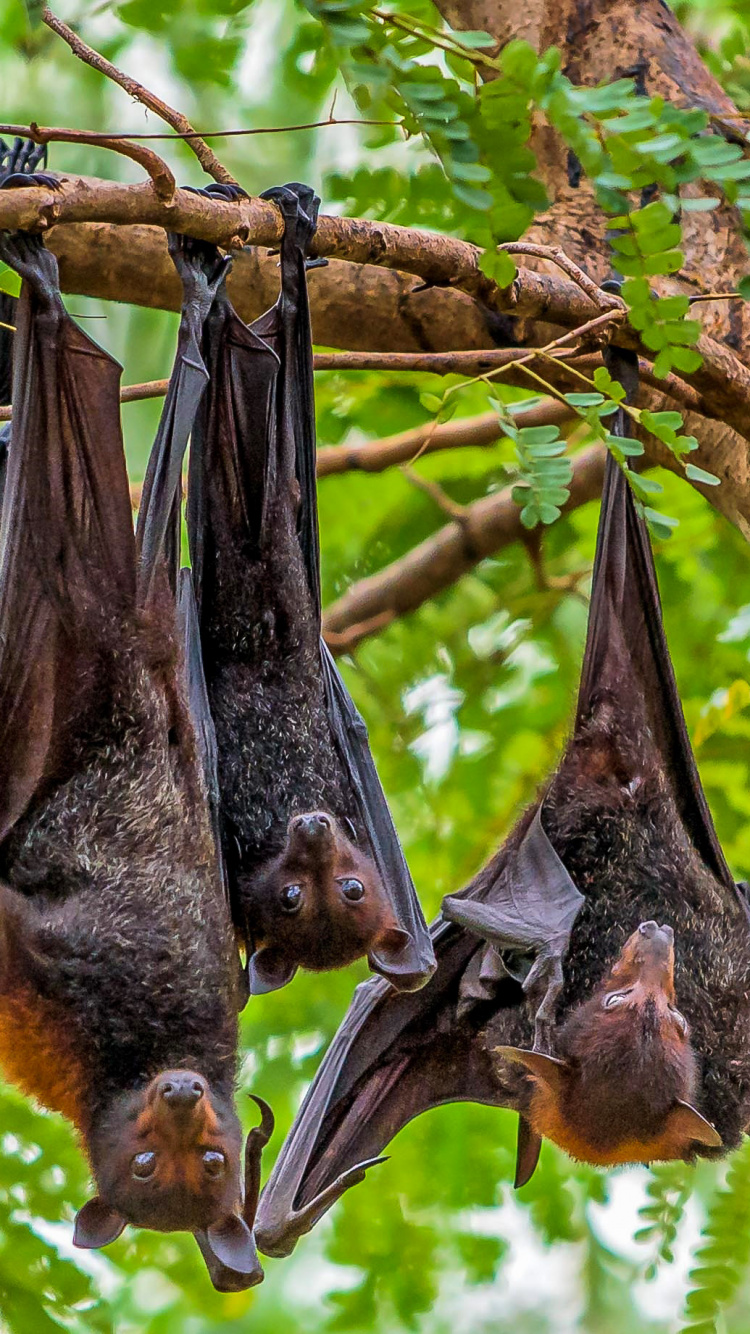 Обои тропические леса, тропический лес, Флора, живая природа, растение в разрешении 750x1334