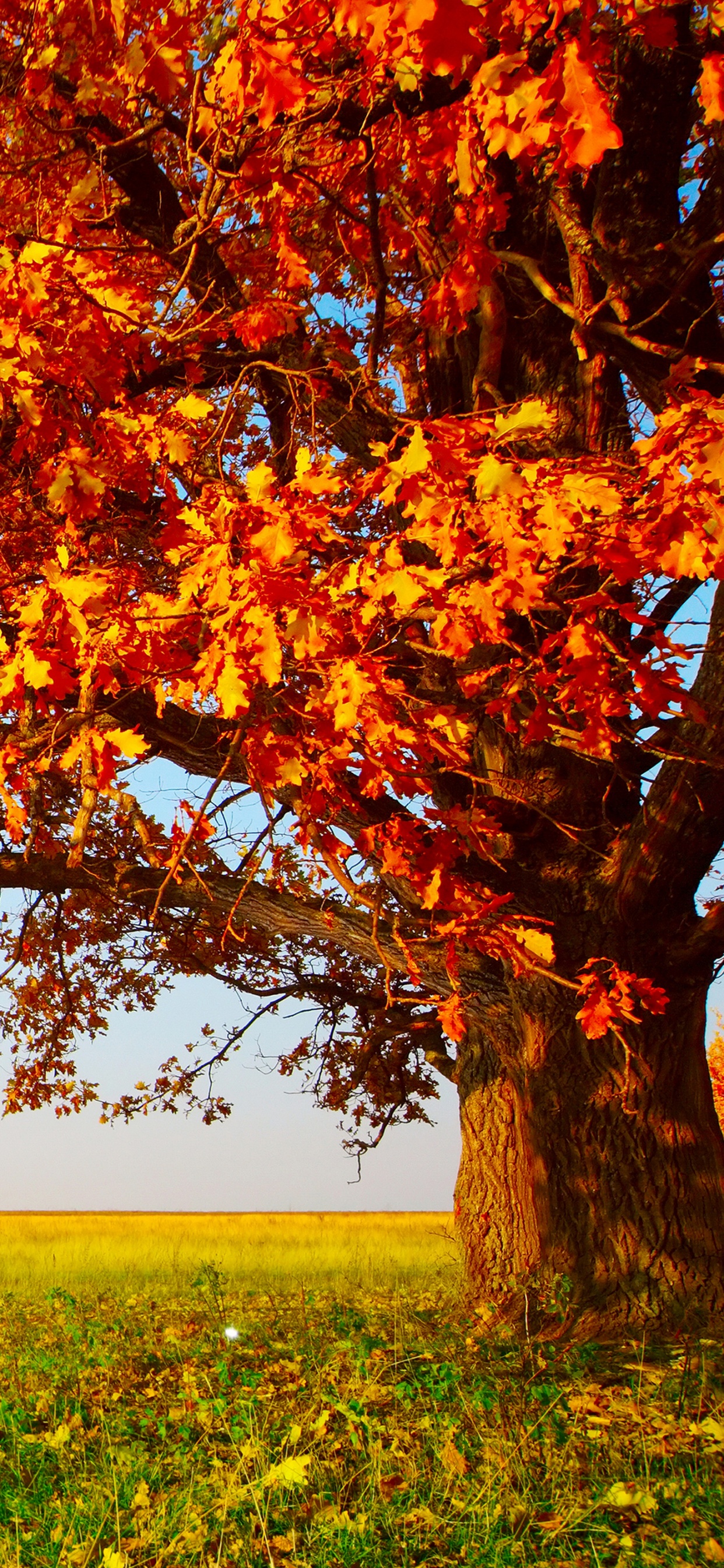 Обои дерево, природа, лист, осень, небо в разрешении 1242x2688