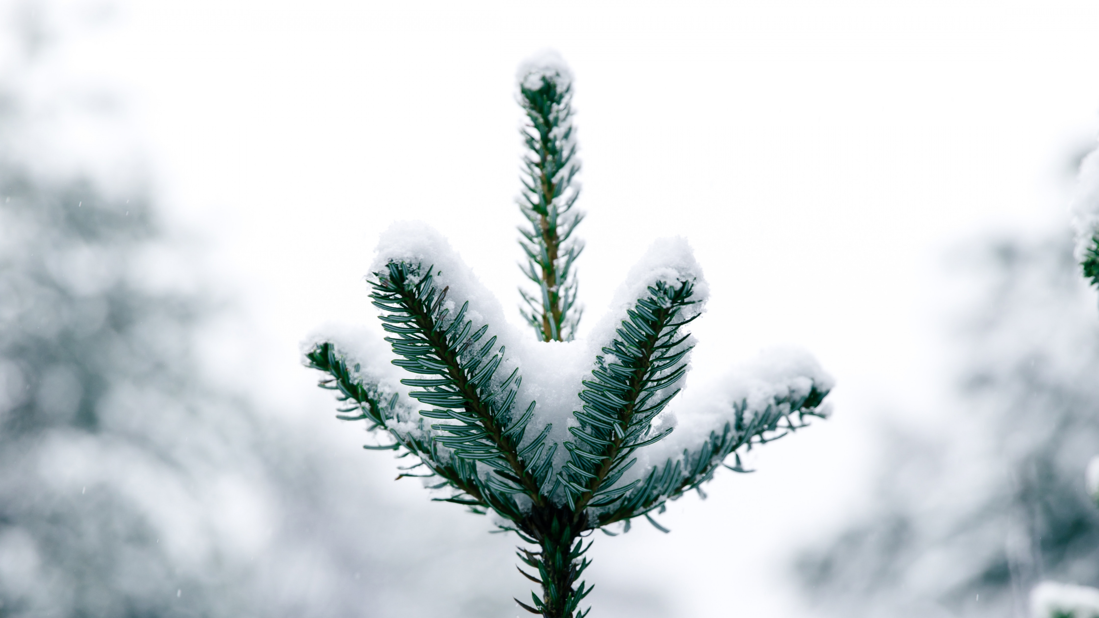 Обои сосна, дерево, Канадская ель, природа, растительность в разрешении 3840x2160