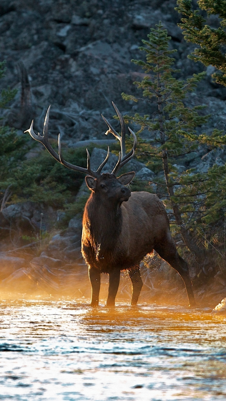 Обои лось, олень, живая природа, дерево, вода в разрешении 750x1334