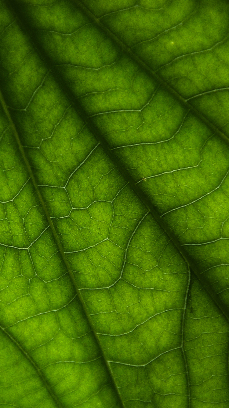 Обои зеленый, лист, растение, стебель растения, завод в разрешении 750x1334