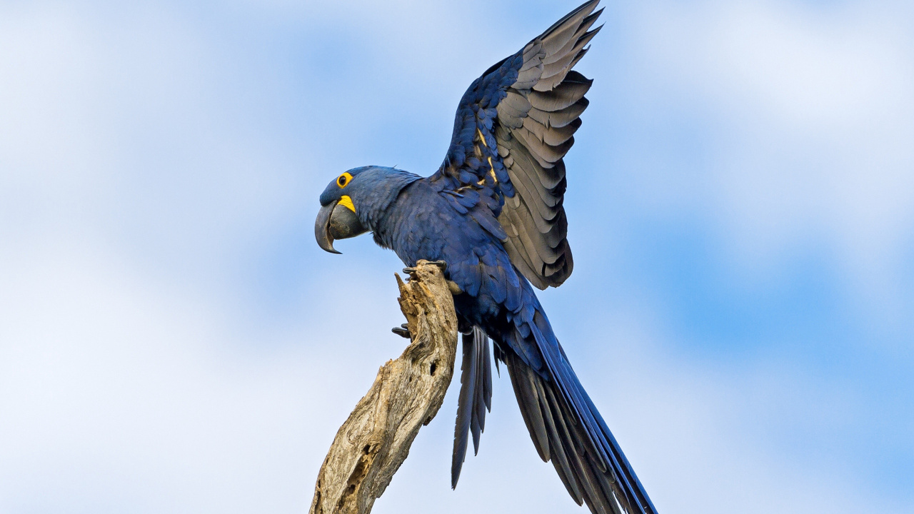 Обои hayacinth Ара, Ара, попугай, птица, клюв в разрешении 1280x720