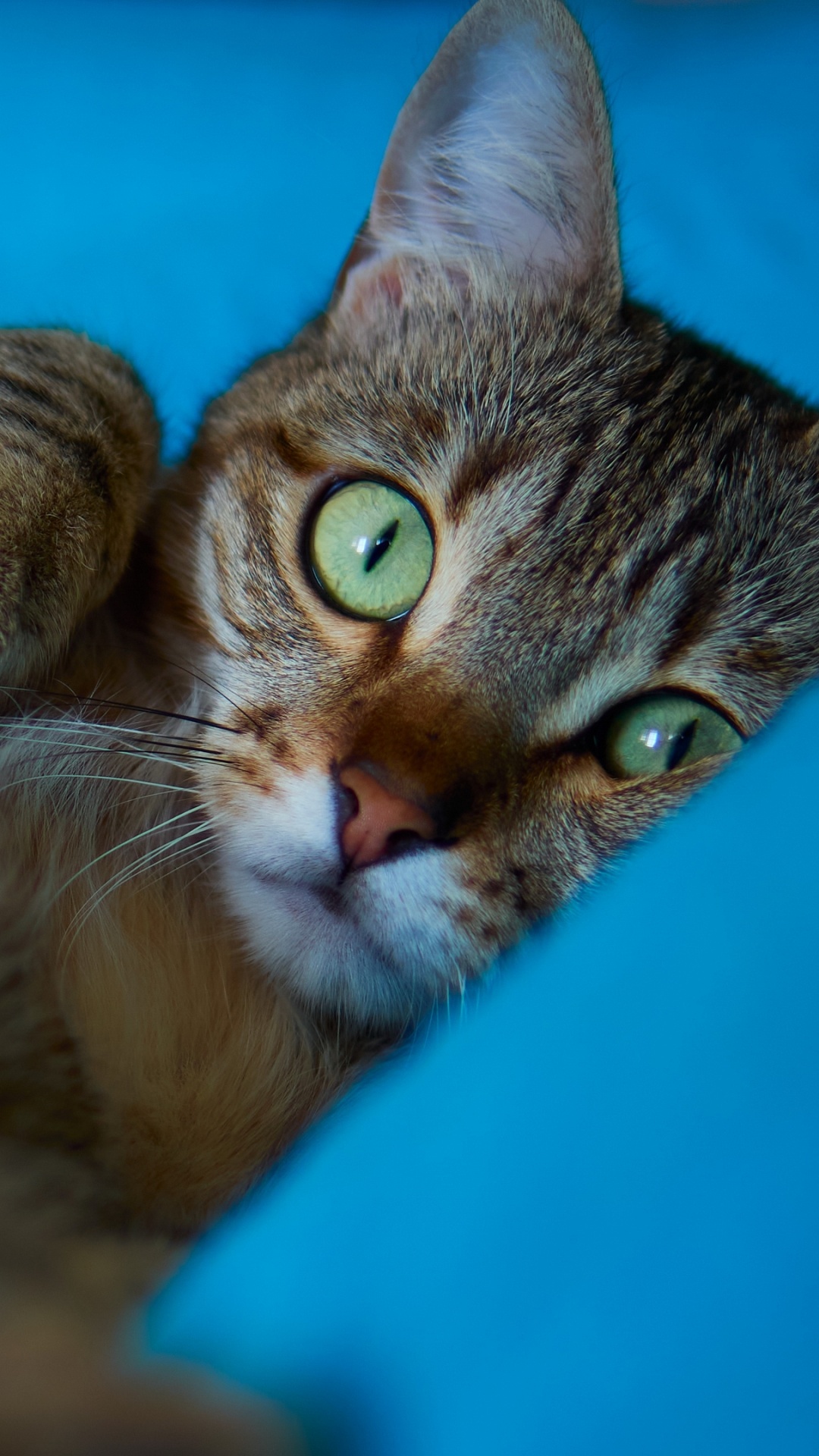 Обои бакенбарды, эгейская кошка, котенок, ли дракон, европейская короткошерстная в разрешении 1080x1920