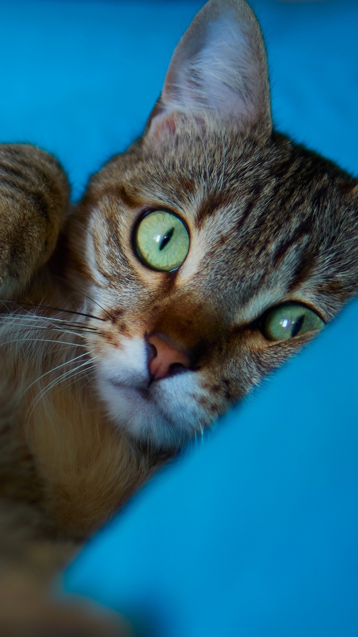 Обои бакенбарды, эгейская кошка, котенок, ли дракон, европейская короткошерстная в разрешении 720x1280