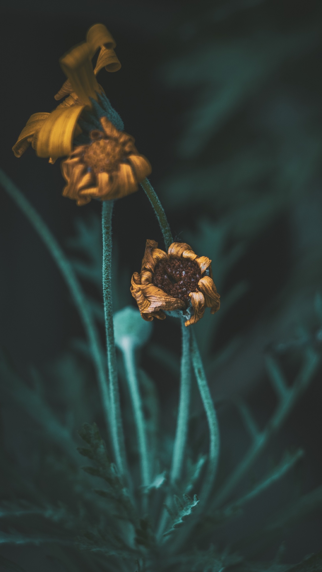 Обои цветок, растение, полевой цветок, натюрморт, пыльца в разрешении 1080x1920