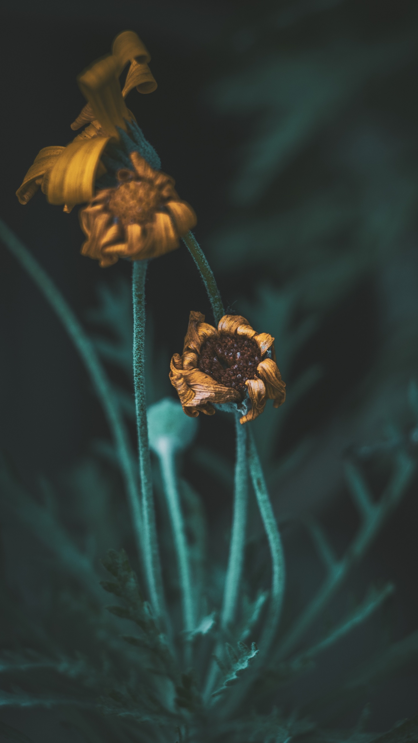 Обои цветок, растение, полевой цветок, натюрморт, пыльца в разрешении 1440x2560