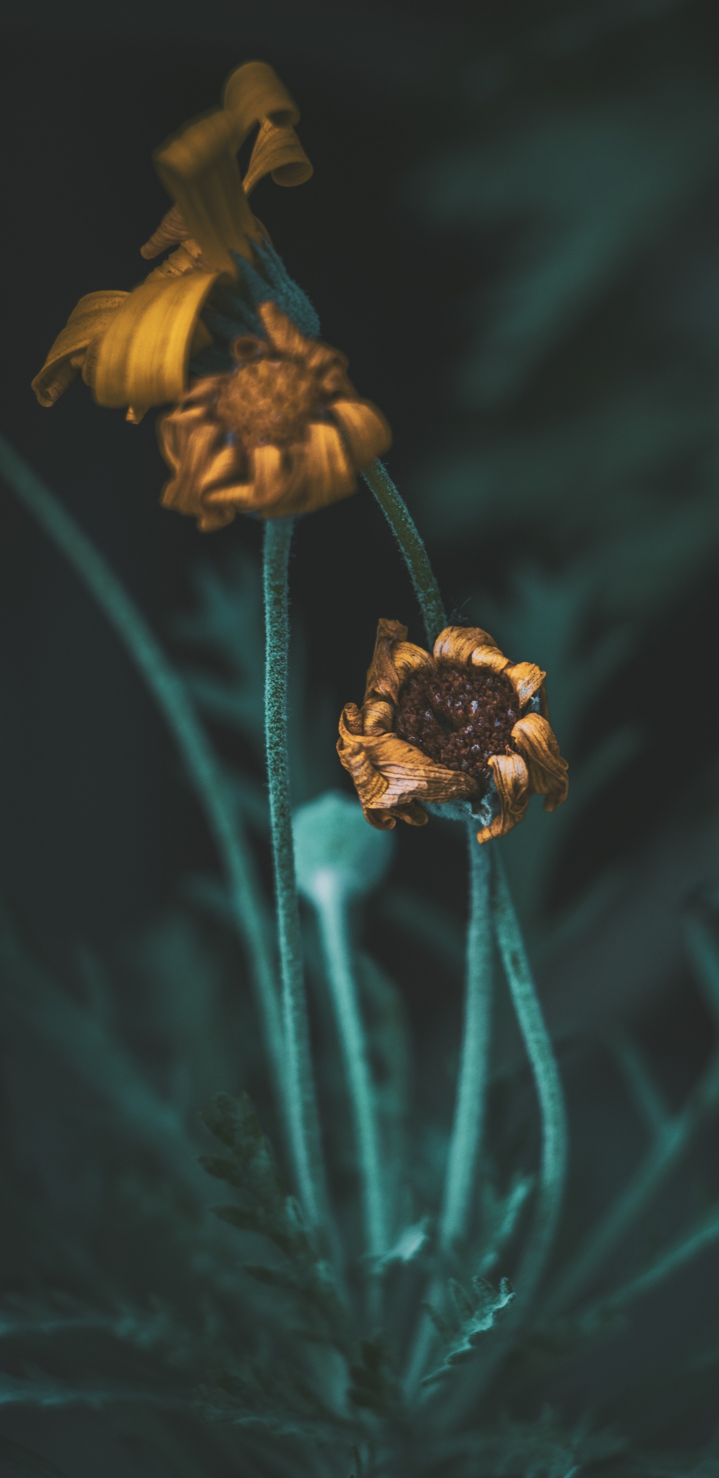 Обои цветок, растение, полевой цветок, натюрморт, пыльца в разрешении 1440x2960