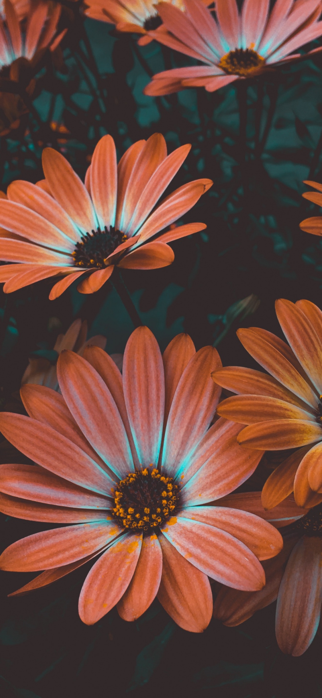 Обои цветок, африканская Маргаритка, лепесток, Маргаритка, Маргаритка barberton в разрешении 1125x2436