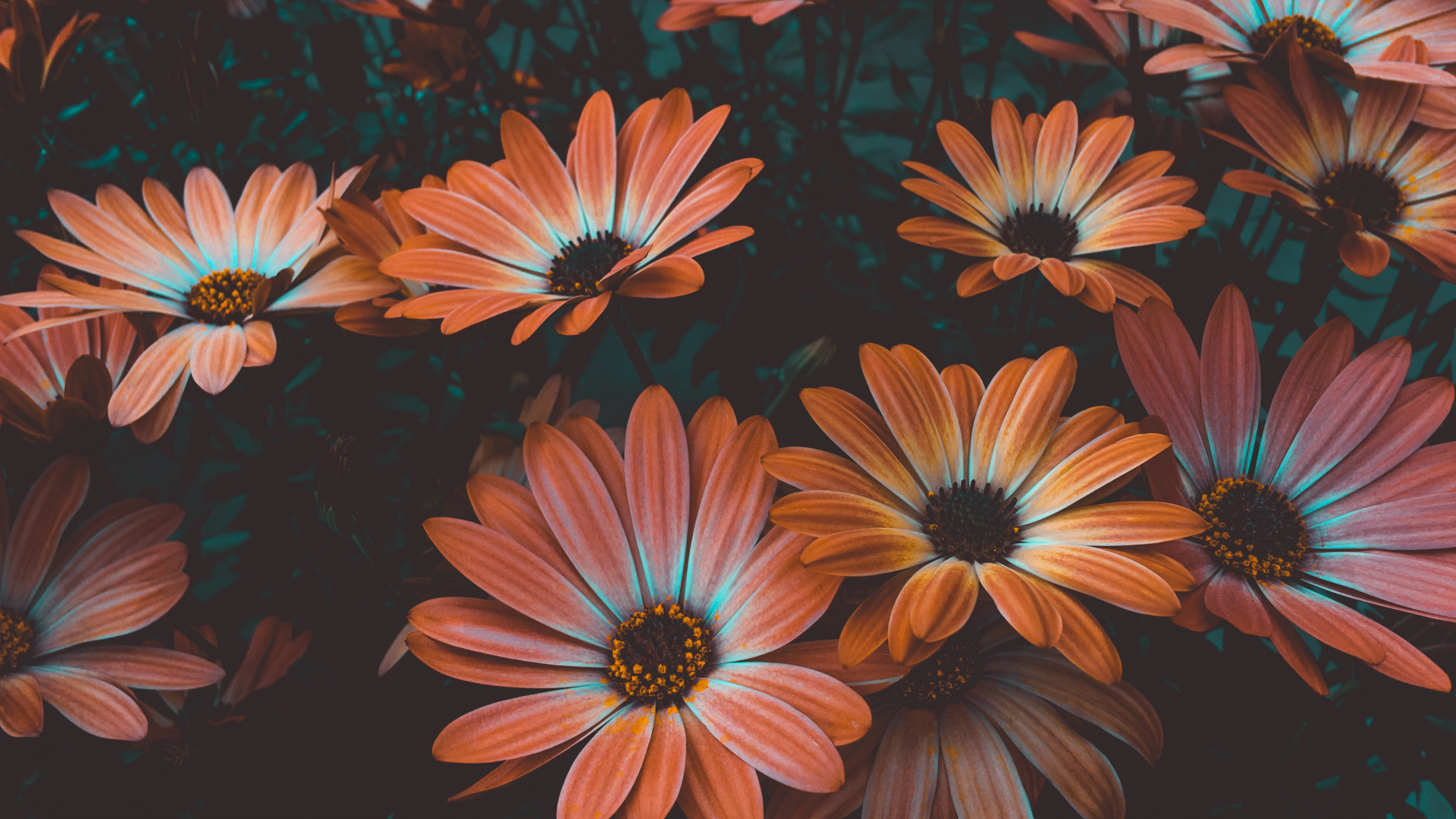 Обои цветок, африканская Маргаритка, лепесток, Маргаритка, Маргаритка barberton в разрешении 2560x1440