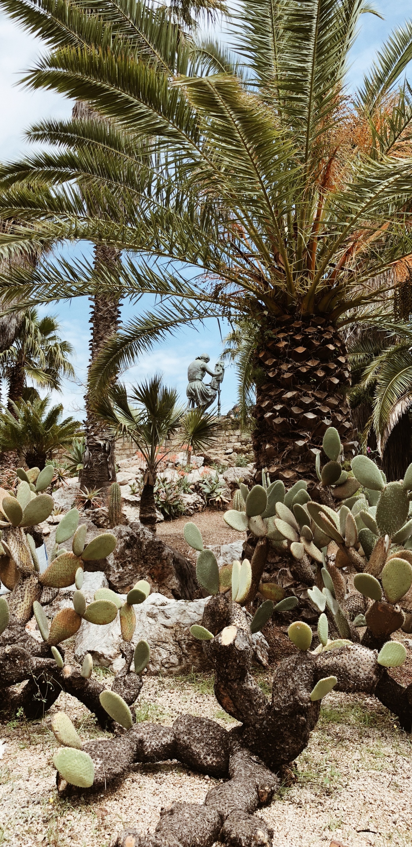 Обои растительность, биом, кустарник, Масло пальмы, экология в разрешении 1440x2960