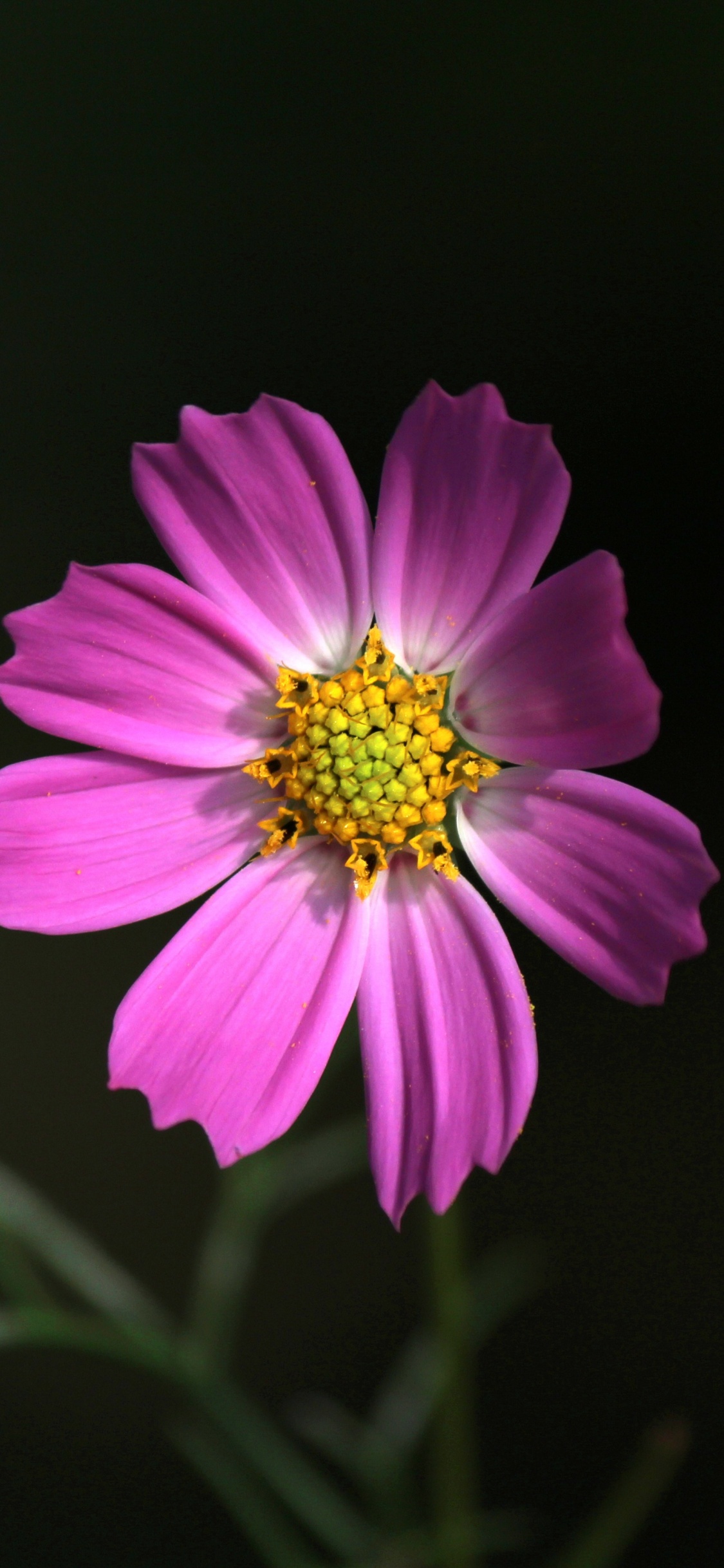 Обои цветок, цветковое растение, лепесток, растение, розовый в разрешении 1125x2436