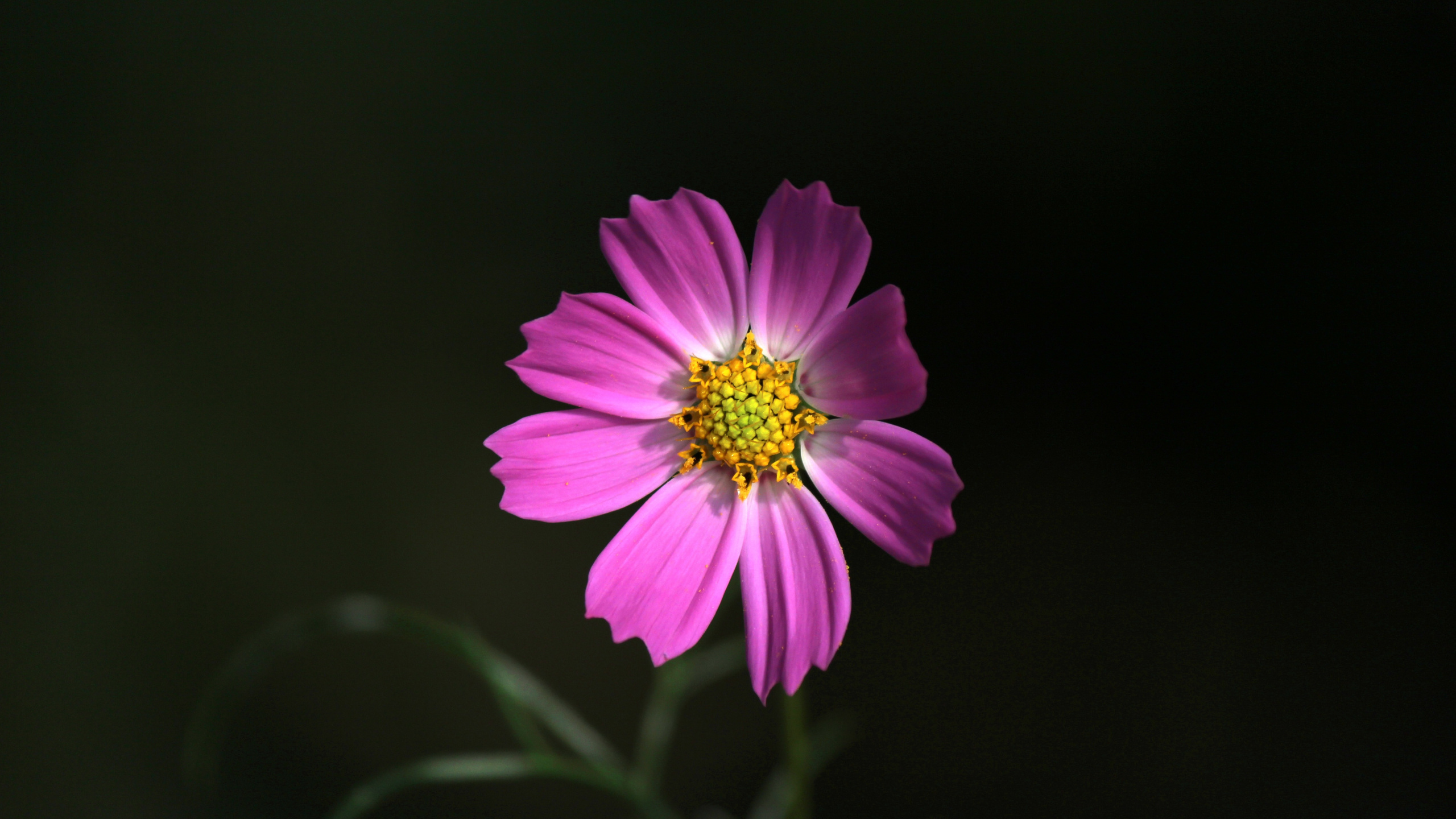 Обои цветок, цветковое растение, лепесток, растение, розовый в разрешении 2560x1440