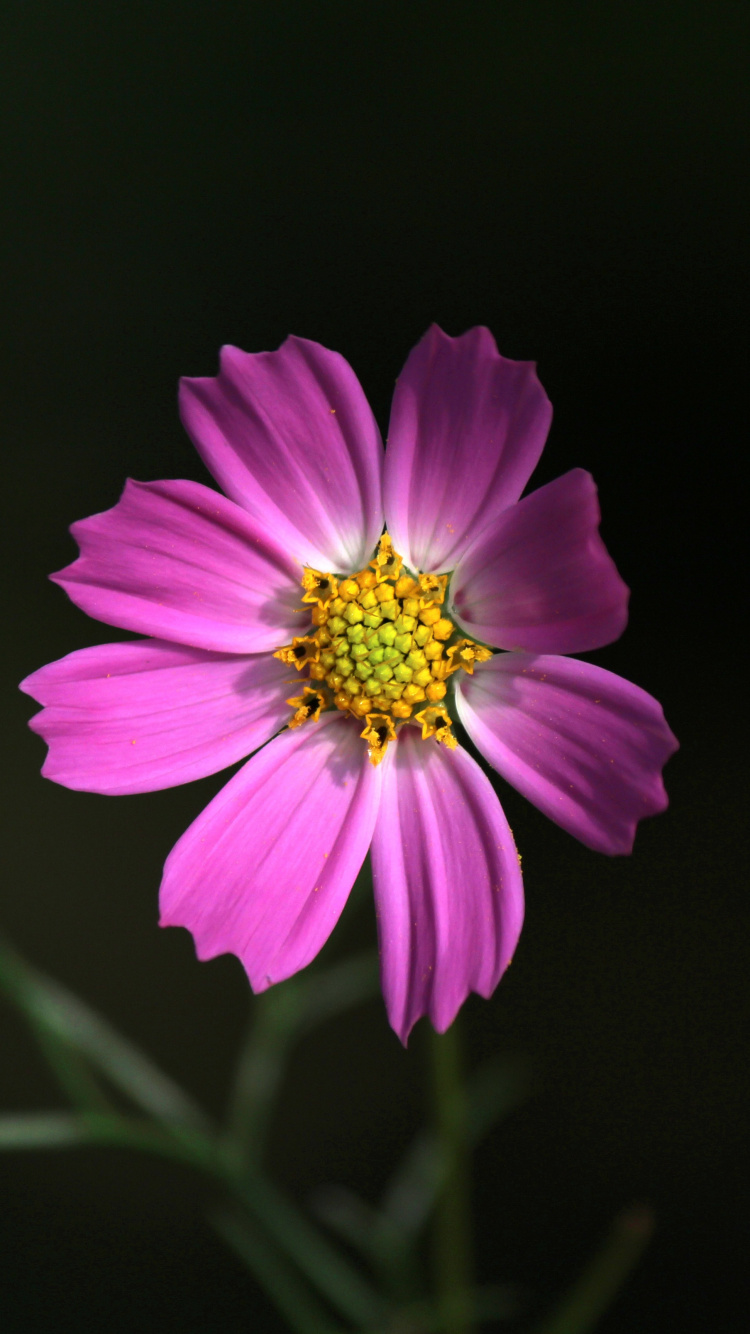 Обои цветок, цветковое растение, лепесток, растение, розовый в разрешении 750x1334