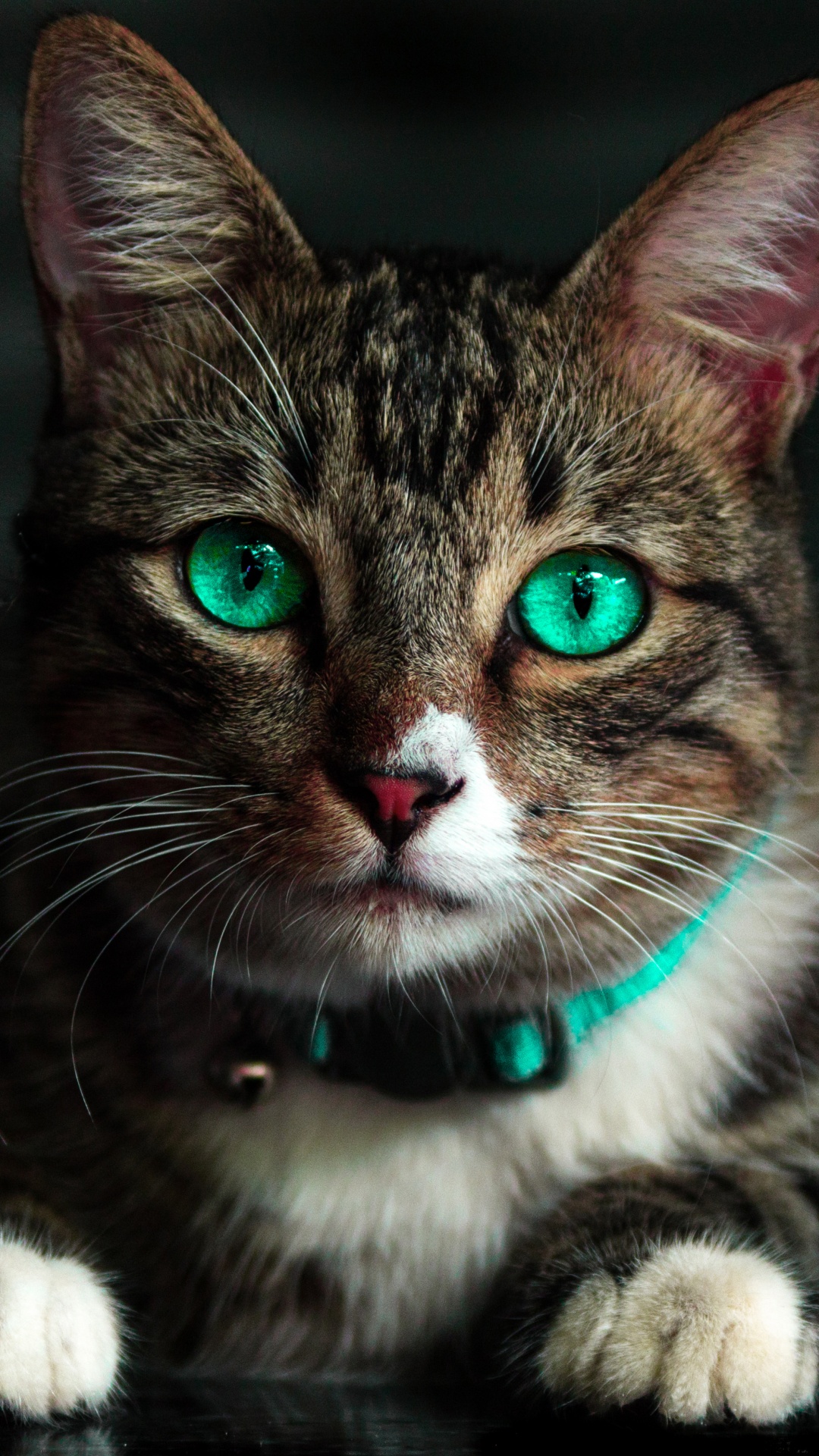 Обои морда, кот, полосатый кот, зеленый, кошки малого и среднего размера в разрешении 1080x1920